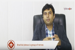 Briefing on Nerve and Brachial Plexus injury and their treatment