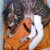 Dr Sunetra's PetVet Veterinary Clinic, Borivali Image 3