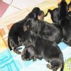 Dr Sunetra's PetVet Veterinary Clinic, Borivali Image 4