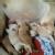 Dr Sunetra's PetVet Veterinary Clinic, Borivali Image 16