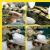 Dr Sunetra's PetVet Veterinary Clinic, Borivali Image 14