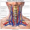 Ortho Neuro Physiotherapy Clinic Image 2