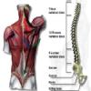 Ortho Neuro Physiotherapy Clinic Image 7