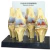 Ortho Neuro Physiotherapy Clinic Image 1