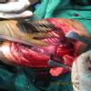 sri siddhivinayak medical research Image 2