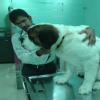 SKRD VETERINARY HOSPITAL Image 2